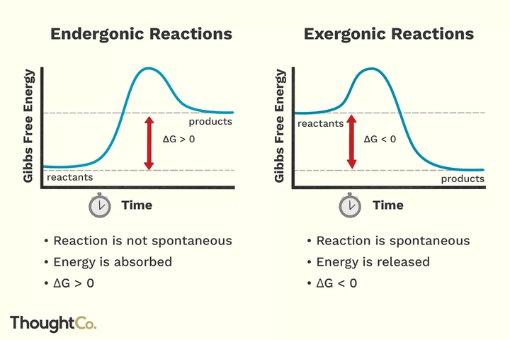 이미지 출처_ThoughtCo. (Endergonic vs Exergonic Reactions and Processes)